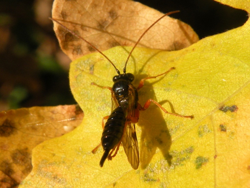 Ichneumonidae